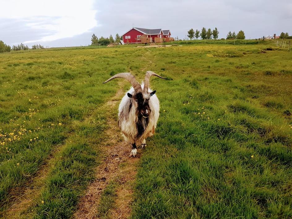 Skalatjoern Guesthouse Skalatjorn ภายนอก รูปภาพ